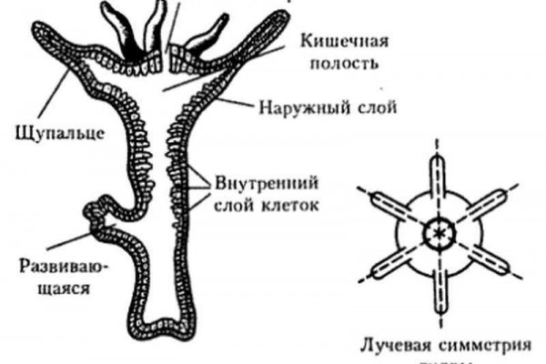 Фишинговые сайты мега